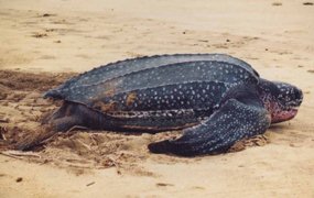 Synopsis of the biological data on the leatherback sea turtle (dermochelys  coriacea) Biological Technical Publication BTP-R4015-2012 - Documents -  USFWS National Digital Library